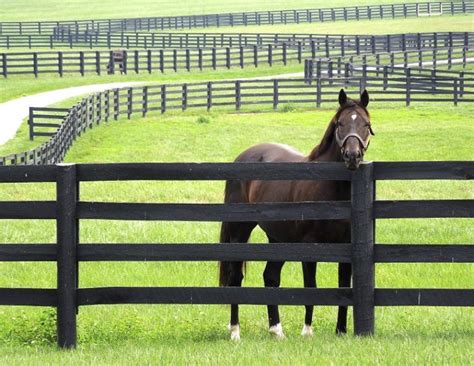 A Comprehensive Guide For Available Horse Fencing Options