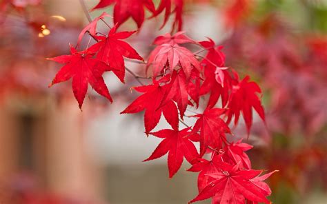 Download Wallpaper 3840x2400 Maple Leaves Branch Autumn Nature Red