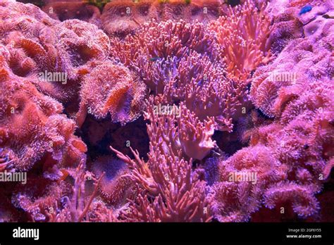 Pink Underwater Blooming Coral Reef Polyps In Transparent Water Stock