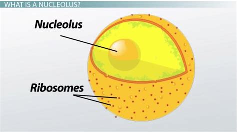 What Is A Nucleolus Function The Education