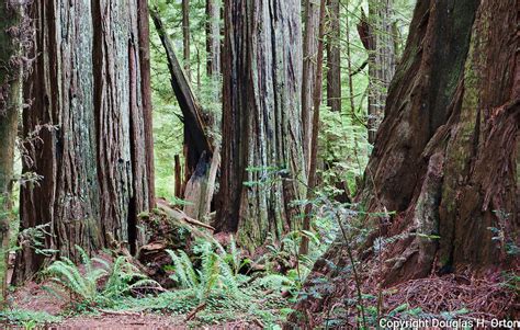 Old Growth Coastal Redwoods Redwood National Park Prarie Creek