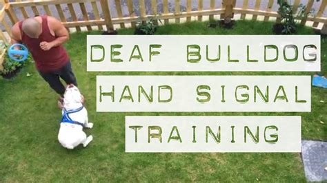 Using The Ball To Teach Deaf Dog Hand Signals English Bulldog Youtube
