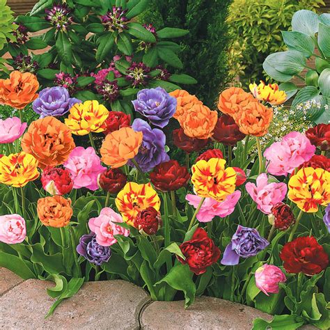 Peony Flowering Tulip Collection Red Orange Yellow Pink And Violet
