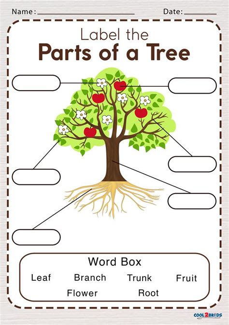 Parts Of A Tree Worksheet Cool2bkids Kindergarten Worksheets