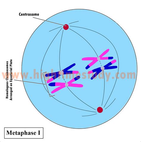 Cell Division Meiosis High Time Study