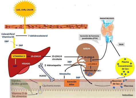 Metabolismo De Vitaminas Mind Map