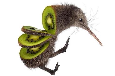 20 Facts About The Adorably Odd Kiwi Bird Surreal Art Animal Art