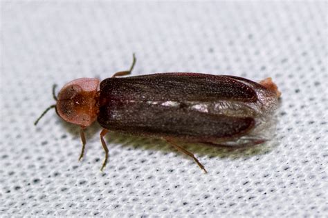 California Pink Glow Worm Liqurus