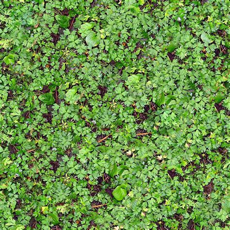 Ground Cover Seamless Texture Tile Stock Photo By