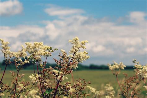Free Images Landscape Tree Nature Branch Blossom Cloud Sky