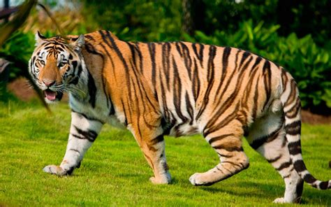 Fotos De Tigres Grandes Imágenes Y Fotos