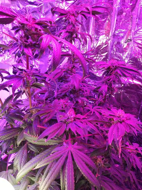 Purple Kush Grow Journal Week16 By Mcblazingninja Growdiaries