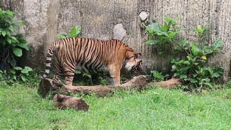 Harimau Sumatera Makan Rumput Di Kebun Binatang Ragunan Youtube