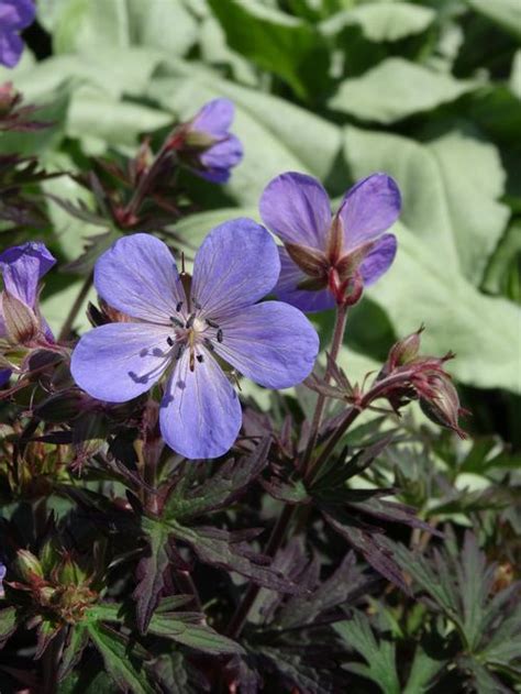 Text archives dates range from 1981 to today for the philadelphia inquirer and 1978 to today for the philadelphia daily news Cranesbill Geranium pratense Hocus Pocus from Growing Colors
