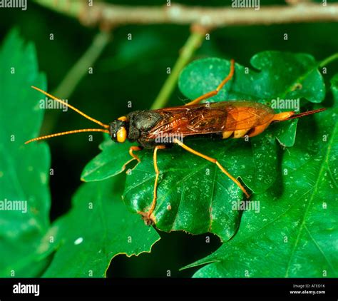 Giant Wood Wasp Giant Horntail Greater Horntail Stock Photo Alamy