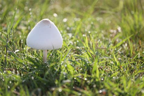 Mushroom Poisoning Growing On Green Lawn Stock Image Image Of