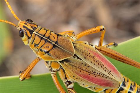 Free Images Insect Fauna Invertebrate Close Up Grasshopper