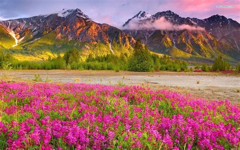 Flower Mountain Wallpapers Top Free Flower Mountain Backgrounds