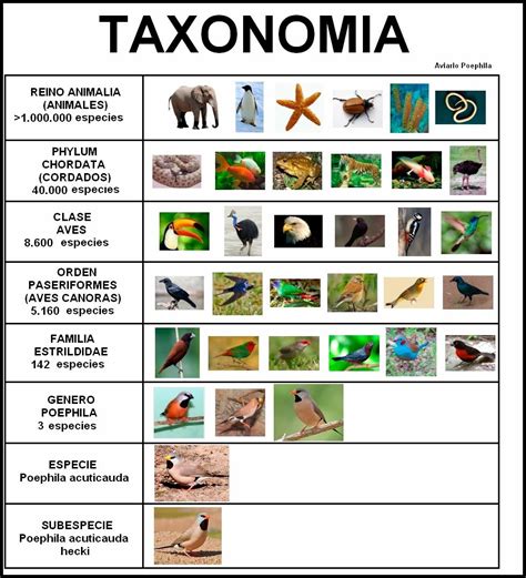 La TaxonomÍa Taxonomia Especie Animal Historia De La Taxonomia