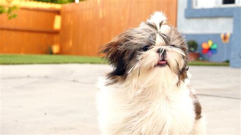 Imperial Shih Tzus Play In A Sunny Day Youtube