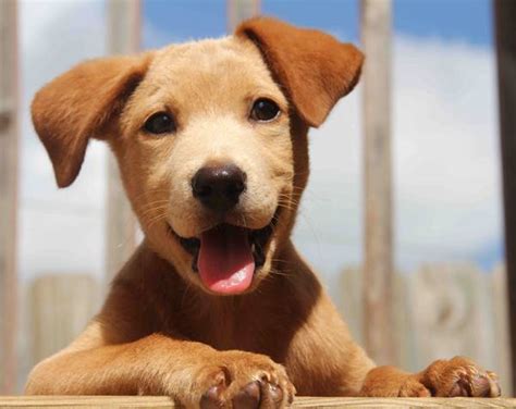 Most short haircuts can be easily transformed from day time casual 'dos into stylish evening hairstyles. The 50 Cutest Puppy Pictures of All-Time