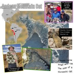 Can't be hard to do ivf and sneak away some donor. Wild Cats of South America (for kids) - PoC