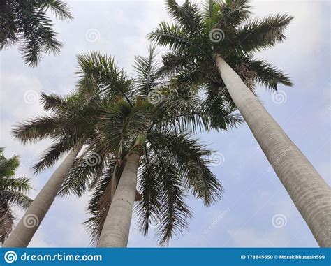 Palm Trees Below Blue Sky Stock Photo Image Of Coast