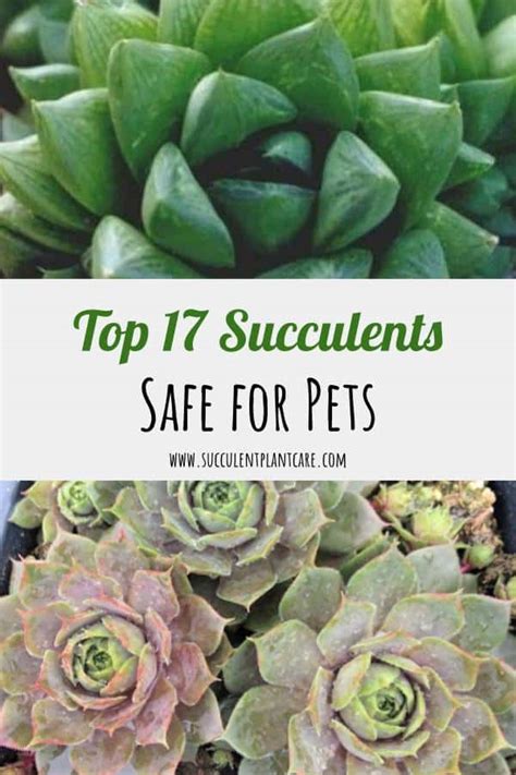 If your cat eats toxic or poisonous plants while going outsides then take this matter seriously. Top 17 Succulents That Are Safe For Cats, Dogs and Pets ...