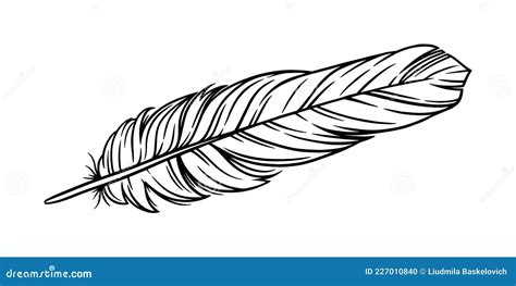 Bird Feather For A Quill Handwriting Feather Isolated In White