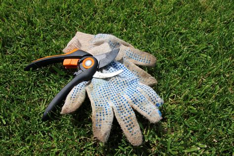 Maybe you would like to learn more about one of these? Picking Acorn Squash » Top Tips on How and When