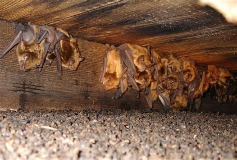 How To Get Rid Of Bats In Chimney Archives Wildlife Removal Services Of Florida