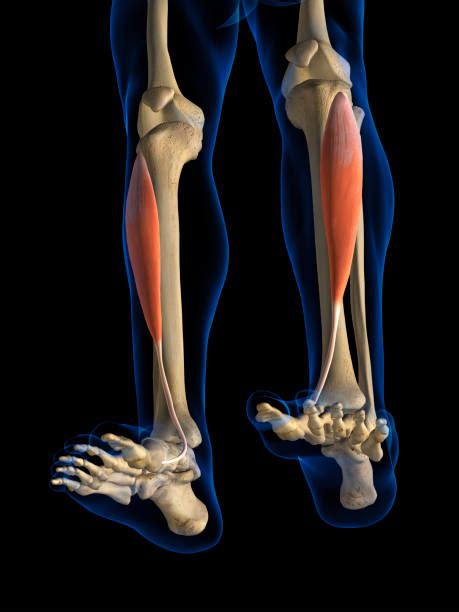 Tibialis Anterior Muscle Stock Photos Pictures And Royalty Free Images