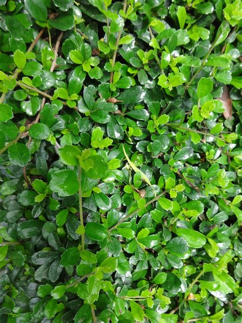 Maybe you would like to learn more about one of these? Herbs from Distant Lands: Ehretia microphylla - Fukien Tea ...