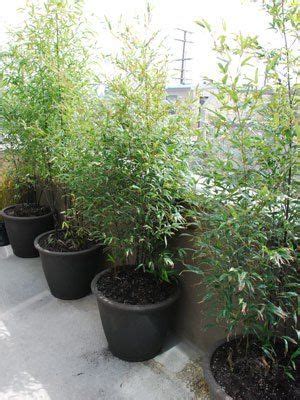 A wide variety of bamboo garden options are available to you Growing Bamboo In Container | Bamboo garden, Small backyard gardens, Backyard garden landscape