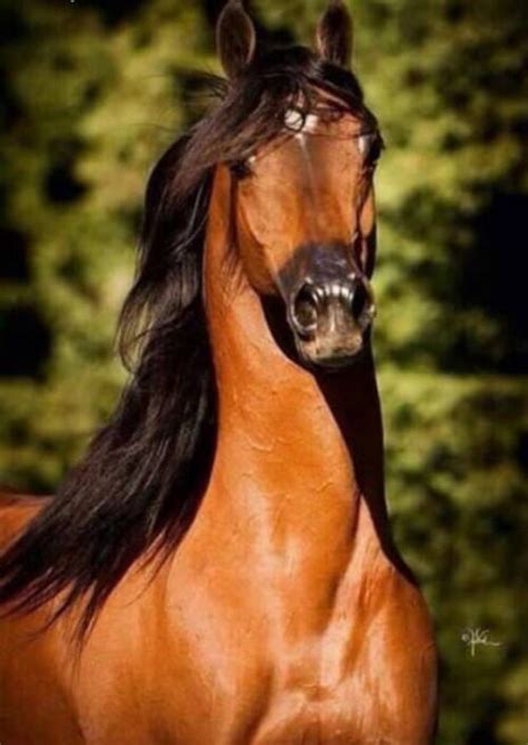 Beautiful Arabian Horses Majestic Horse Most Beautiful Animals