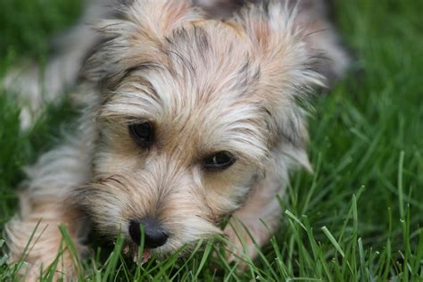 Yorkie Bichon Bichon Frise Yorkshire Terrier Mix Info Pictures