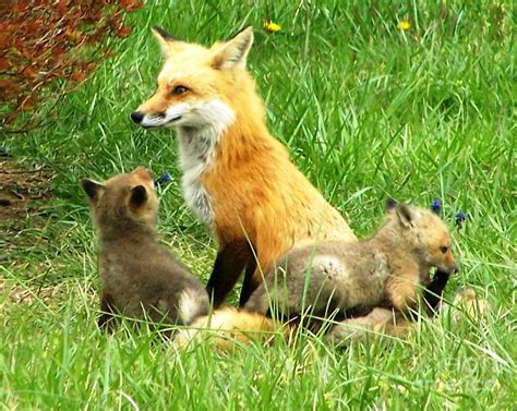 Mama Fox And Her Kits Photograph By Bren Thompson