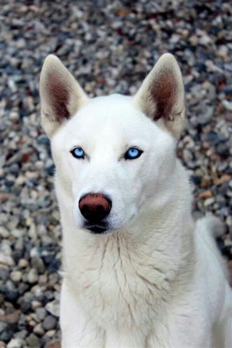 White Husky With Beautiful Blue Eyes Adorable Animals Pinterest