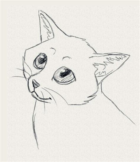 Simple Cat Drawing Examples Anyone Can Try Photofun4ucom