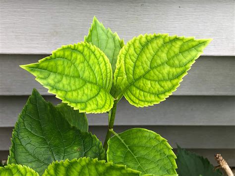 6 Reasons Your Hydrangea Leaves Are Turning Yellow And How To Fix It