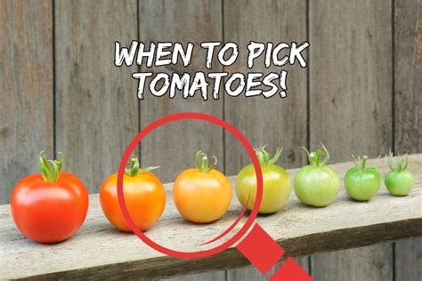 How To Know When To Pick Tomatoes And How To Best Let