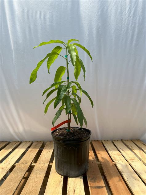 grafted carrie mango tree 3 gallon etsy