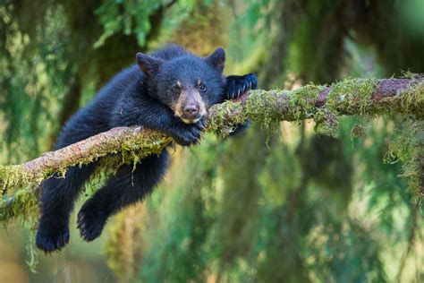 buy wildlife photography of black bear cub resting in mossy branches of a tree in alaska s anan