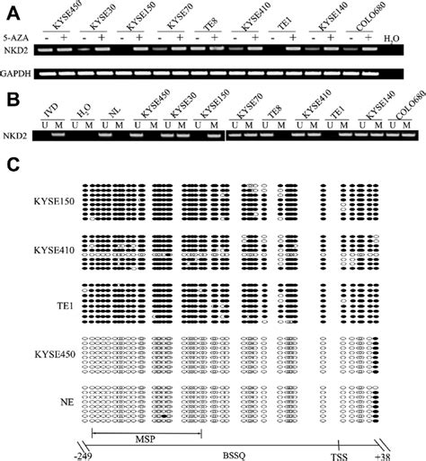 The Expression And Methylation Status Of Naked Cuticle Homolog NKD Download Scientific