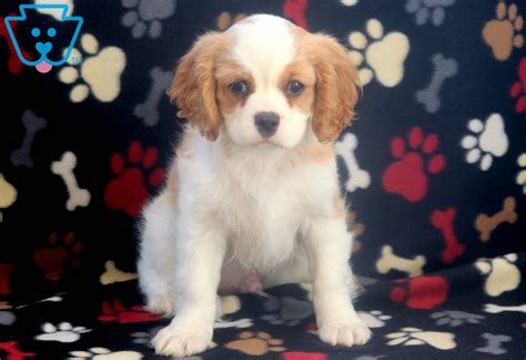 Kin kin has officially installed air conditioning on their premises. Peter Pan | Cavalier King Charles Spaniel Puppy For Sale ...
