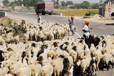 Photo Of Sheep Herd By Photo Stock Source Animals Dausa Rajasthan