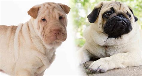 Ranks #64 (out of 191) in popularity, putting him towards the first half of the most popular dog breeds list. Shar Pei X Beagle Puppies Beagle Puppy Kittens And | Dog Breeds Picture