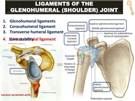 Ppt Joints Of The Upper Limb Powerpoint Presentation Free Download