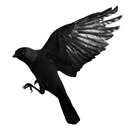 Raven Bird Png Picture Png Mart