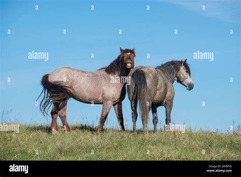 Pair Of Wild Horses Equs Ferus Mustang Feral Brayingtheodore